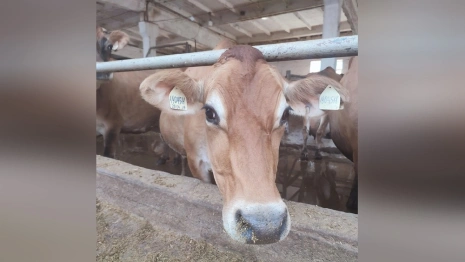 На ферме под Владимиром будут разводить коров редкой породы