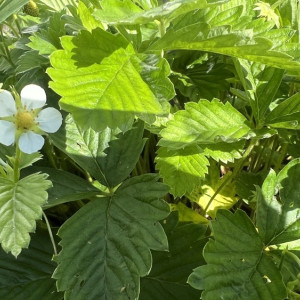 Прогноз погоды во Владимирской области на 3 июня 2025 года