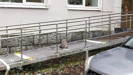 Жители Владимирской области заметили сову на пороге отдела соцзащиты