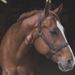 В Муроме 13-летняя девочка упала с лошади во время верховой прогулки
