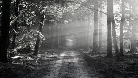 Пропавшую во Владимирской области 60-летнюю женщину нашли мертвой