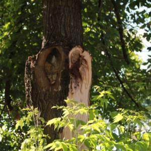 Сломали ветки и разрубили пополам. Как уничтожили деревья во Владимире 