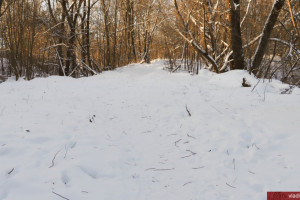 Во Владимире пустили под топор сады напротив Белого дома