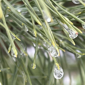 Прогноз погоды во Владимирской области на 12 февраля 2026 года