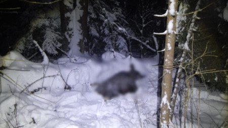 Жителя Камешково задержали за незаконную охоту на лося