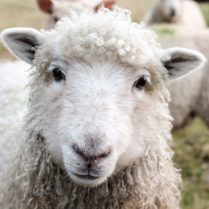 Во Владимирской области вирусом бешенства заразилась овца