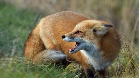 Собака ковровчанина загрызла бешеную лису, пришедшую в его дом