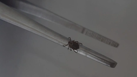 С жителей Владимирской области сняли 25 зараженных вирусами клещей