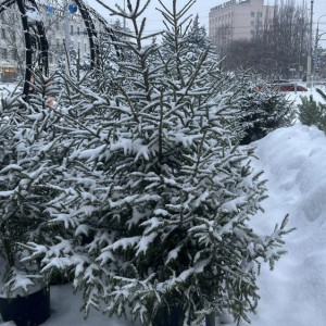 Во Владимире заработали 5 елочных базаров