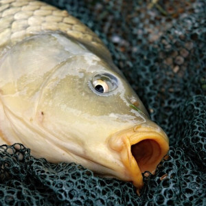 Московский браконьер пойдет под суд за ловлю рыбы во владимирской Клязьме