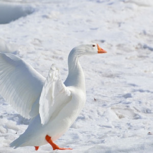 Прогноз погоды во Владимирской области на 25 декабря