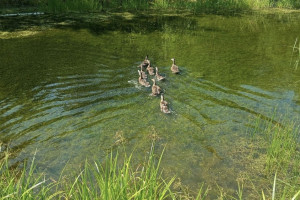 В 6 районах Владимирской области выпустили молодняк кряквы