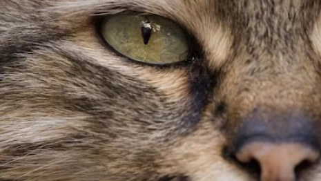 Пропавший во Владимире кот Барни вернулся домой