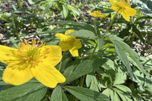 Во Владимирской области ночи 3 и 4 мая станут самыми холодными