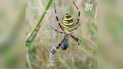 Жителей Владимирской области предупредили о нашествии ядовитых пауков-ос