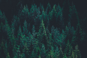 Во Владимирской области пропавшего мужчину с бородой нашли мертвым