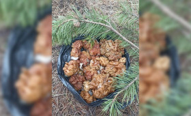 Во Владимирской области начался грибной сезон