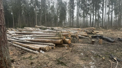 В Петушинском районе «Владлесхоз» забыл вывезти древесину и создал риск пожара