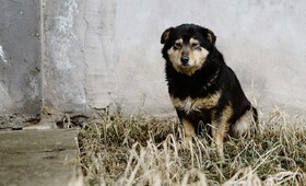 Во Владимирской области обнаружили 2 новых очага бешенства