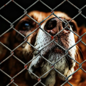 Во Владимире суд по закрытию приюта «Валента» приостановили до 28 апреля