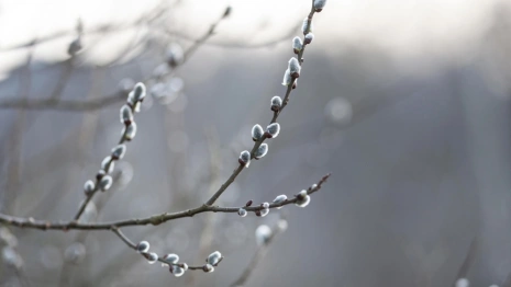 Вербное воскресенье: что можно и нельзя делать 13 апреля