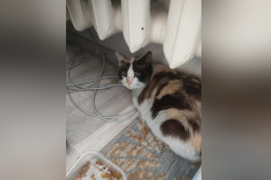
Во Владимире соседи начали поиски хозяев для кошки погибшей после пожара пенсионерки