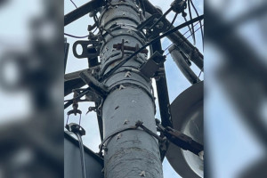 Во Владимирской области начали обрабатывать леса от кладок непарного шелкопряда