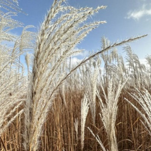 В России начали внедрять новую сельхозкультуру