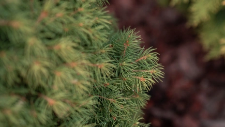 В Кольчугинском районе высадили 20 тыс. саженцев ели