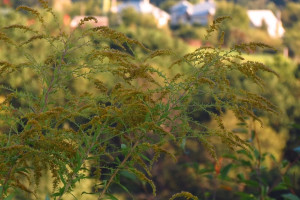 На дороге под Гусь-Хрустальным нашли опасную амброзию