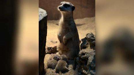Во владимирском экзотариуме случился бум рождаемости среди зверей