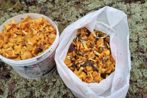 Во Владимирской области начался сезон лисичек и маслят