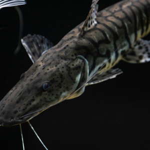 Владелец владимирской осетровой фермы пожаловался на взлетевшие из-за санкций цены на корм