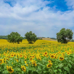 Прогноз погоды во Владимирской области на 28 августа