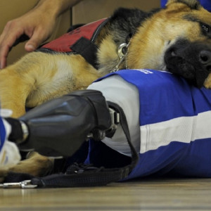 В Коврове может появиться параолимпийский центр для участников СВО 