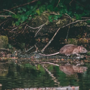 В районе Владимирской области ввели карантин по бешенству