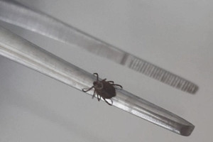 Во Владимирской области клещи укусили почти 3 тыс. человек в 2025 году