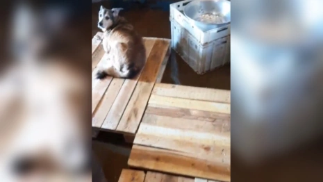 «Нас убивают». Владелица владимирского приюта «Хвосты» рассказала об ухудшении ситуации