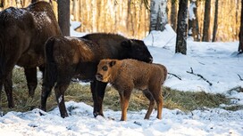 В заказнике в Вязниковском районе родились 3 зубренка