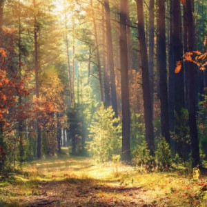 Во Владимирскую область «бабье лето» придет на третьей неделе сентября