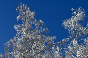 Прогноз погоды во Владимирской области на 15 февраля 2025 года