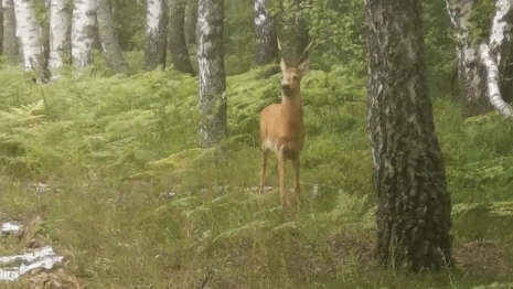 Во Владимирской области насчитали 825 косуль