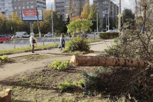 Ущерб от вырубки редкой голубой ели во Владимире оценили в 30 тыс. рублей
