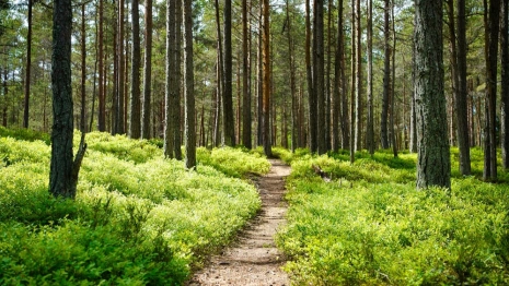 Во Владимирской области нашли живой 80-летнюю пенсионерку