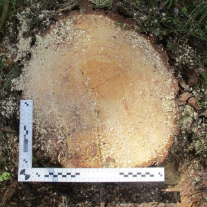 В Муроме «черные лесорубы» спилили деревья в природном заказнике