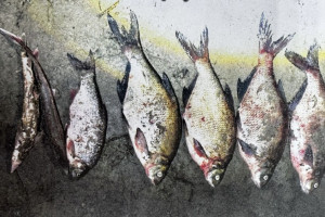 Житель Меленок избежал реального срока за браконьерство в заказнике