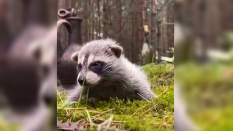 Под Киржачом на домашней ферме родился енот