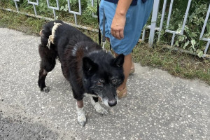 Владимирские волонтеры спасли гниющего заживо пса