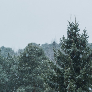 Новогодние каникулы во Владимирской области будут аномально холодными