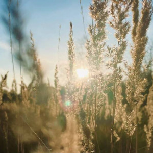 День Арины Шиповницы: что можно и нельзя делать 1 октября